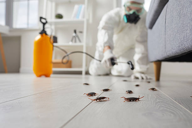 Post-Treatment Bed Bug Interceptor Monitoring in Imperial